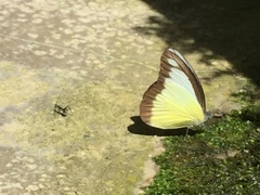 Appias lyncida vasava