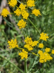 Lomatium grayi