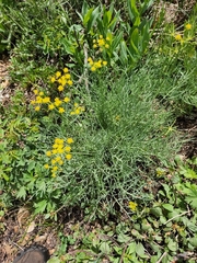 Lomatium grayi