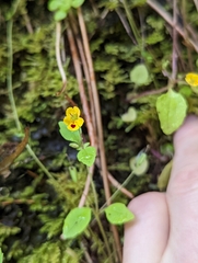 Erythranthe alsinoides