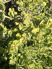 Baccharis pilularis pilularis