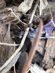 Cardiocondyla mauritanica