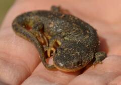 Pleurodeles nebulosus
