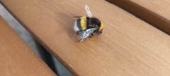Bombus