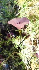 Convolvulus dorycnium