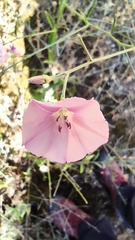 Convolvulus dorycnium
