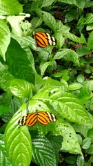 Heliconiini