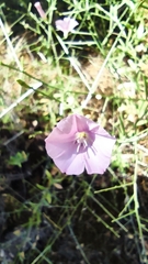 Convolvulus dorycnium