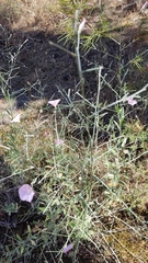 Convolvulus dorycnium