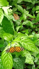 Heliconiini