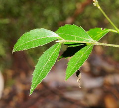 Atherosperma moschatum