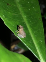 Pristimantis altamnis