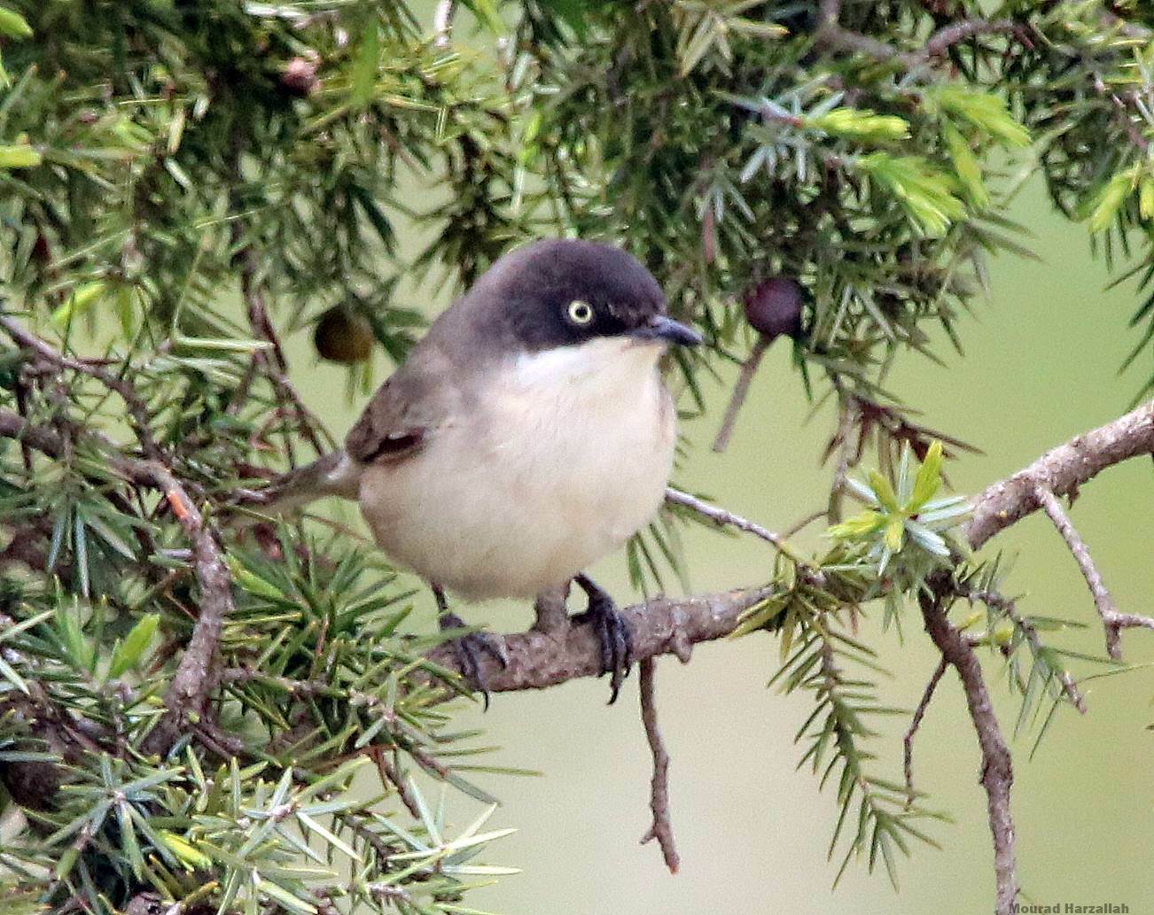 Western Orphean Warbler (Curruca hortensis)