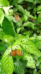 Heliconiini