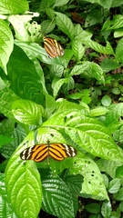 Heliconiini