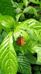 Heliconiini
