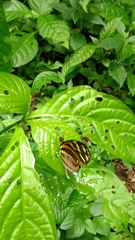 Heliconiini