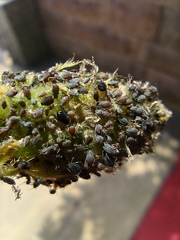 Aphis