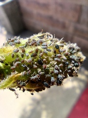 Aphis