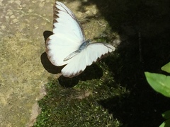 Appias lyncida vasava