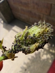 Aphis