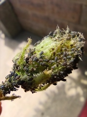Aphis