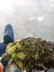 Aphis