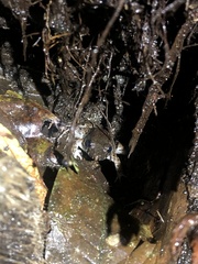 Leptodactylus wagneri