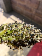 Aphis