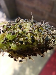 Aphis