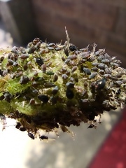 Aphis