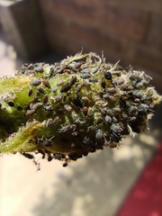 Aphis