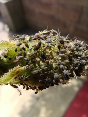 Aphis