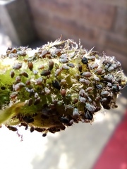 Aphis
