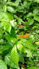 Heliconiini