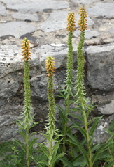 Digitalis parviflora