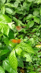 Heliconiini
