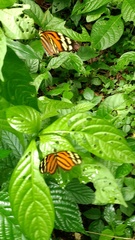 Heliconiini