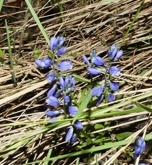 Polygala calcarea