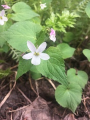 Viola canadensis scopulorum