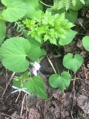 Viola canadensis scopulorum