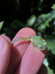Espadarana durrellorum