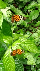 Heliconiini