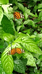 Heliconiini