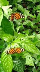Heliconiini