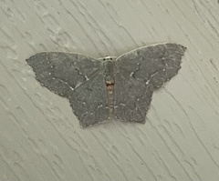 Chloropteryx tepperaria