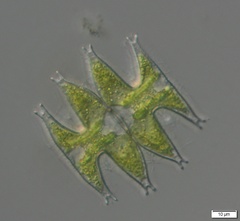 Micrasterias pinnatifida