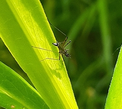 Micropeza corrigiolata