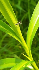 Micropeza corrigiolata