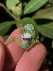 Espadarana durrellorum